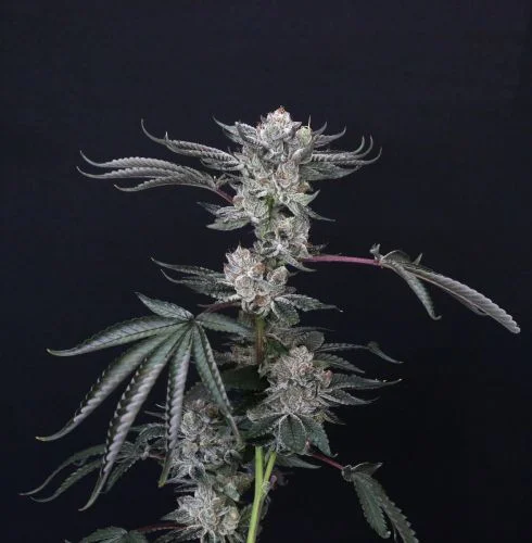 Luxar-Dos van Compound Genetics