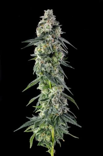 Afters van Compound Genetics
