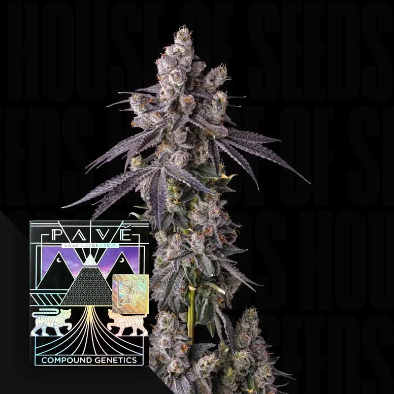Mora Azul van Compound Genetics