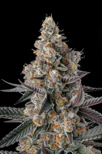 Shake Back van Compound Genetics
