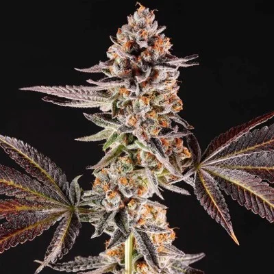La Bomba van Compound Genetics