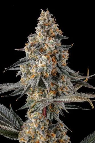 La Llorona van Compound Genetics