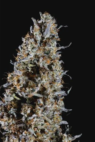 Animorph Mints van Compound Genetics