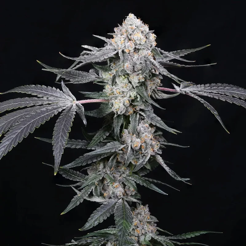 High Society van Compound Genetics