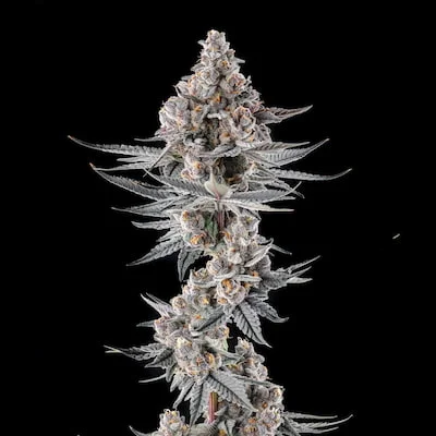 Eye of JAH van Compound Genetics