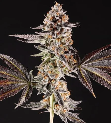 La Bomba van Compound Genetics