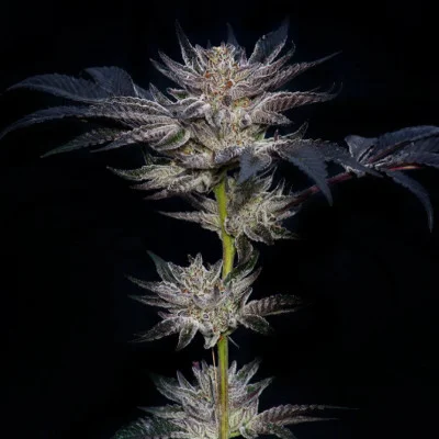 Slipstream van Compound Genetics