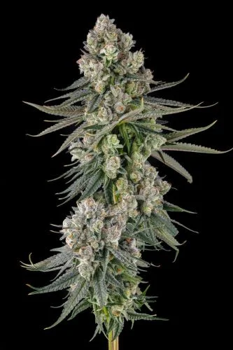 Glue Lotus van Compound Genetics