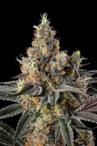 Tostones van Compound Genetics
