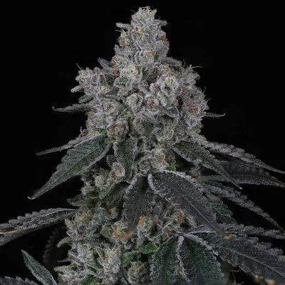 Marshmallow OG van Compound Genetics