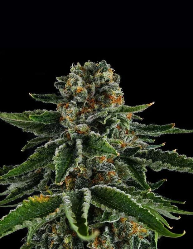 Mr Jones van Compound Genetics