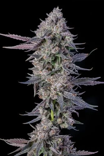 EL Valle Haze van Compound Genetics