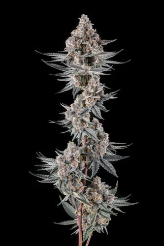 Eye of JAH van Compound Genetics
