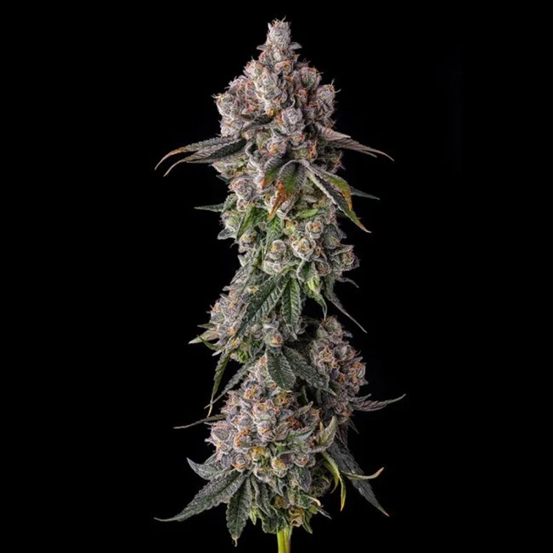90 Proof van Compound Genetics