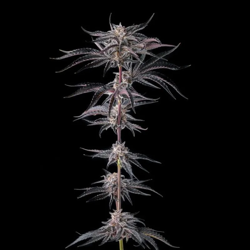 Nakamarra van Compound Genetics