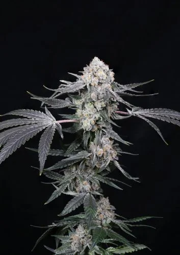 High Society van Compound Genetics