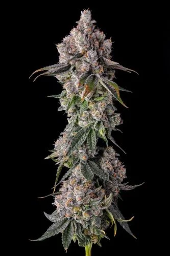 90 Proof van Compound Genetics