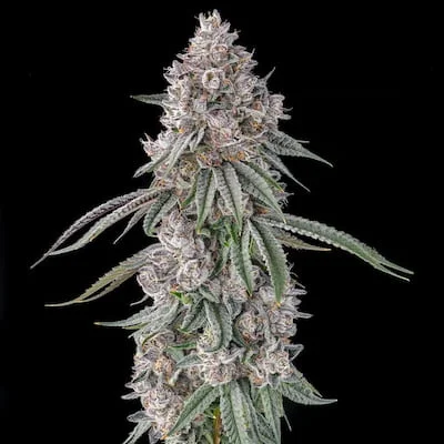 Lemon Chain van Compound Genetics