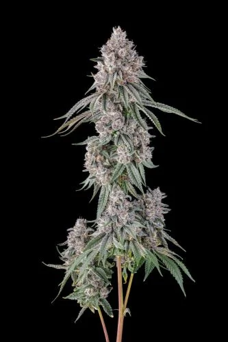 Lemon Chain van Compound Genetics