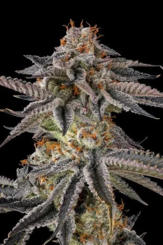 JAHrassic van Compound Genetics