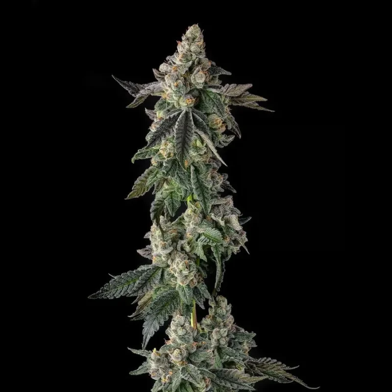 Zhampagne van Compound Genetics