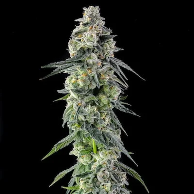 Afters van Compound Genetics