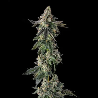 Wokstar van Compound Genetics