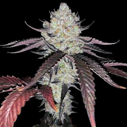 Marshmallow OG van Compound Genetics