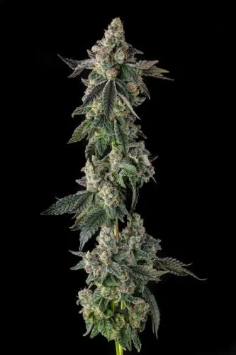 Wokstar van Compound Genetics