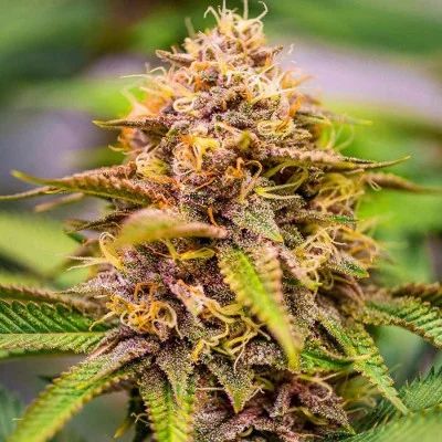 Conscious Kush V3 van Conscious Genetics