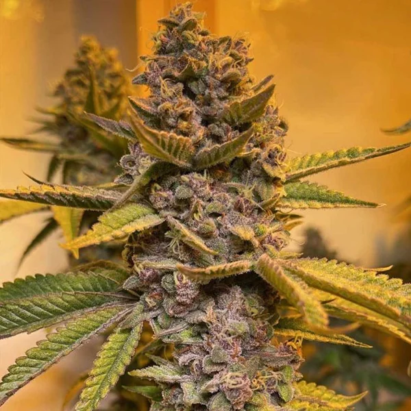 Pink Mintz van Conscious Genetics