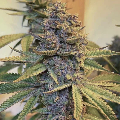 Zapplewoodz van Conscious Genetics
