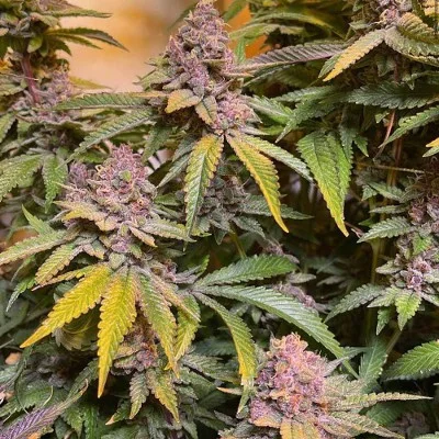 Pink Mintz van Conscious Genetics