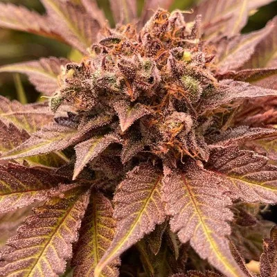 Pink Waferz van Conscious Genetics