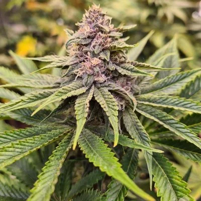 Sour Mckuntz van Conscious Genetics
