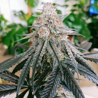Frozen Rosé van Conscious Genetics