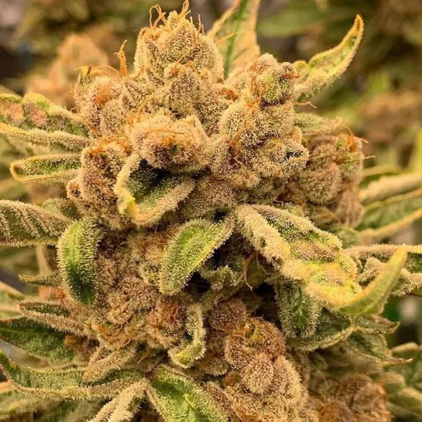 Sour Cuntz van Conscious Genetics