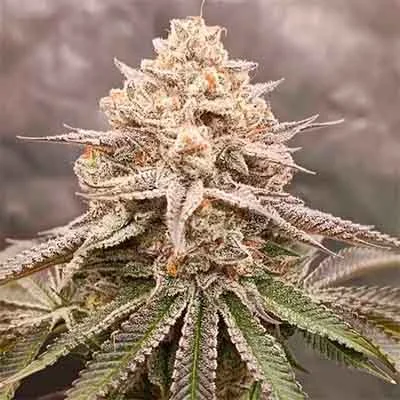 Orange Runtz Cake van Conscious Genetics
