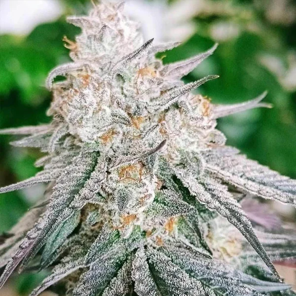 Frozen Rosé van Conscious Genetics