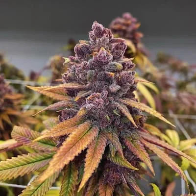 Red Kachina van Conscious Genetics
