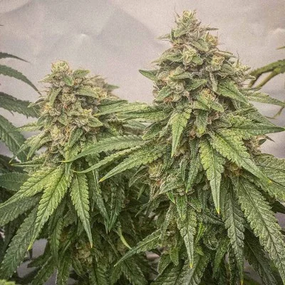 Blue Kachina van Conscious Genetics