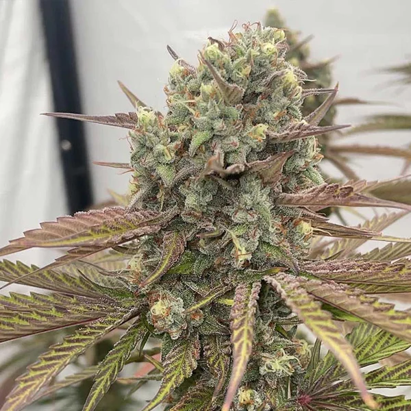 Zapplewoodz van Conscious Genetics