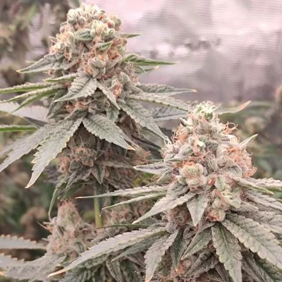 London Velvet Cake van Conscious Genetics
