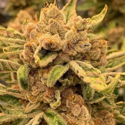 Sour Cuntz van Conscious Genetics