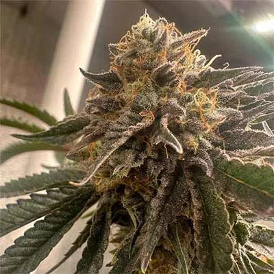 Pink Waferz 2.0 van Conscious Genetics