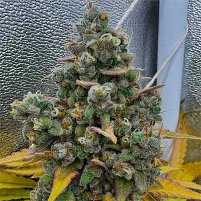 Pink Quavers van Conscious Genetics