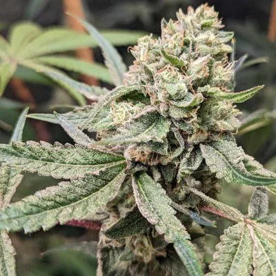 Prozecco van Conscious Genetics