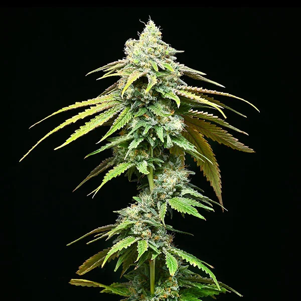 Motor City van Cookies Seed Bank
