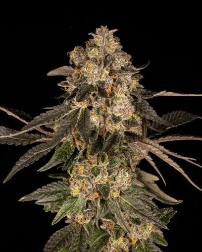 Cherry Fritter van Cookies Seed Bank