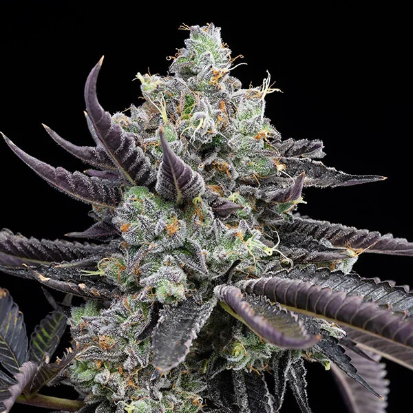 Tie Die van Cookies Seed Bank